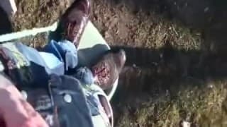 Ruda suka wali chłopakowi konia w parku