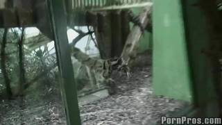 Kurwa poderwana w zoo