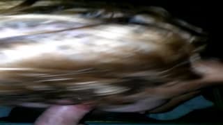 Obciąganie chuja przez dziurę w ścianie