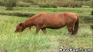 Latynoscy kowboje pierdolą się głęboko na dworze