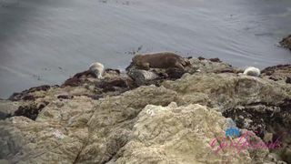 Leana Lovings zostaje delikatnie i brutalnie wyruchana na wakacjach!